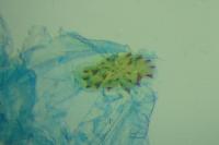 Agonopterix assimilella