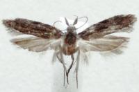 Anarsia lineatella