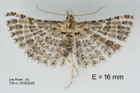 Alucita grammodactyla