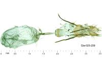 Alucita grammodactyla