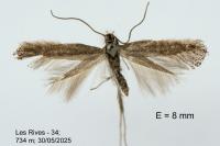 Tinagma ocnerostomella
