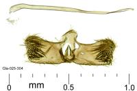 Tinagma ocnerostomella