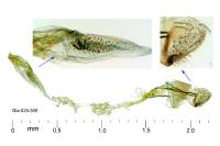 Elachista metella
