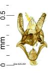 Catatinagma trivittellum