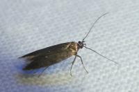 Oxypteryx unicolorella
