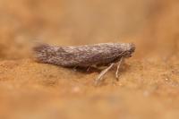 Urodeta hibernella