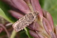 Agonopterix rutana