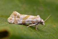 Aethes languidana
