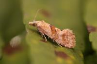 Cochylidia heydeniana