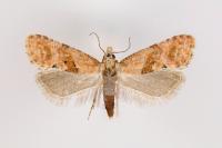 Cochylidia heydeniana
