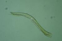 Parornix scoticella