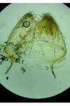 Filatima spurcella