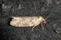 Cnephasia