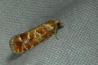 Rhyacionia pinicolana