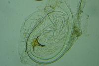 Coleophora grotenfelti