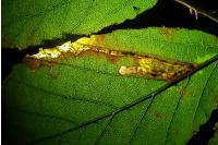 Stigmella aurella