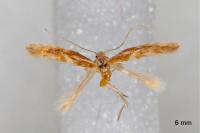 Phyllonorycter triflorella