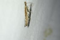Sophronia semicostella
