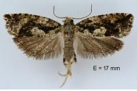 Zeiraphera isertana