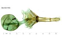 Zeiraphera isertana