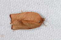 Cacoecimorpha pronubana