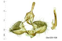 Archips rosana