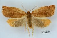 Archips rosana