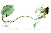 Archips rosana