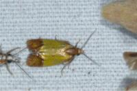 Agapeta zoegana