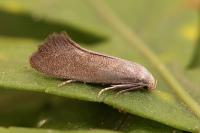 Elachista pigerella