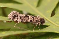 Morophaga morella
