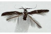 Coleophora paramayrella