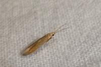 Coleophora lutipennella