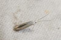 Coleophora zelleriella