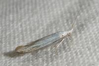 Coleophora zelleriella