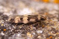 Oegoconia uralskella corsa
