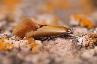 Batia lunaris