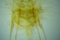 Cnephasia stephensiana