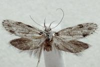 Symmoca signatella