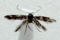 Mompha epilobiella