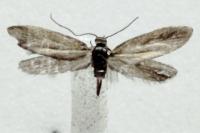 Glyphipterix fuscoviridella