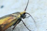 Nemophora prodigellus