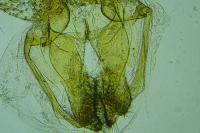 Neofaculta ericetella