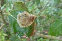 Phyllonorycter belotella