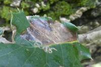 Acrocercops brongniardella