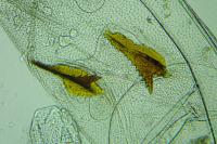 Prolita solutella