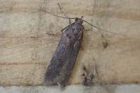 Prolita solutella