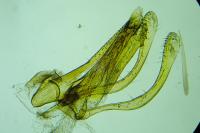 Prolita solutella