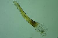 Deroxena venosulella