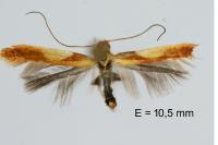 Caloptilia robustella